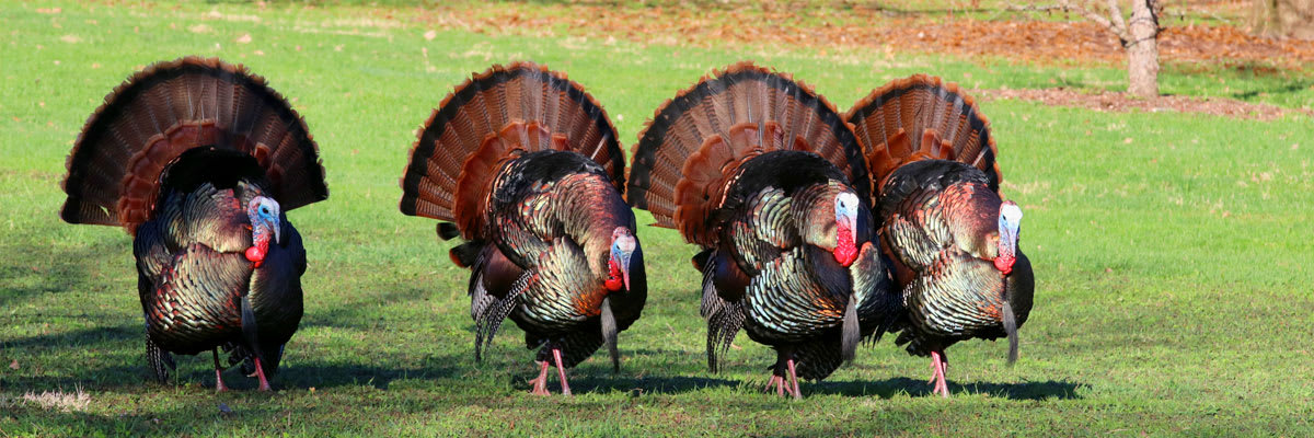 Gainesville's Thanksgiving Day Cops & Gobblers 5K