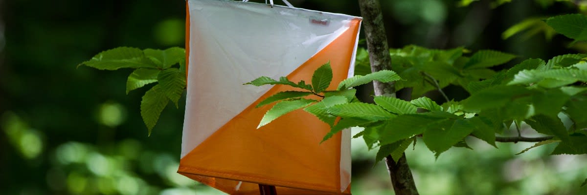 Maine Summer Adventure Race: 24-Hour