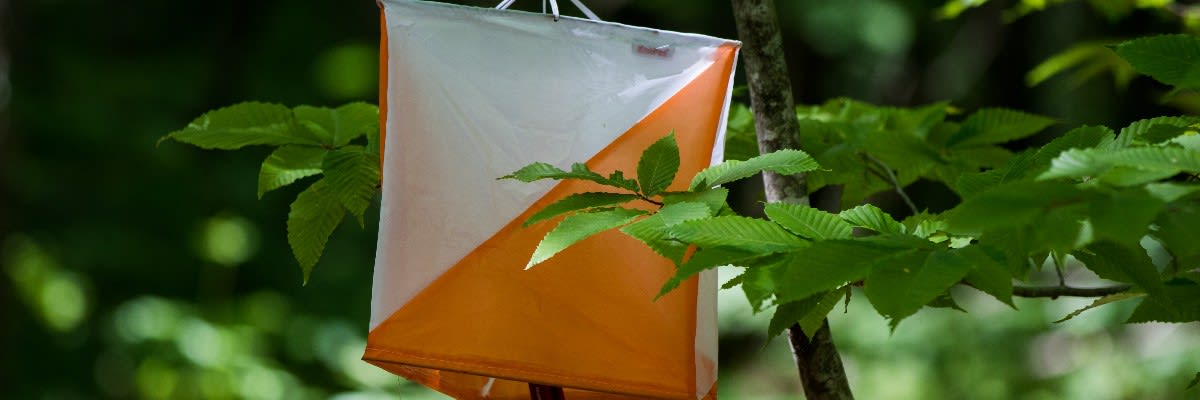 Maine Summer Adventure Race: 3-Hour