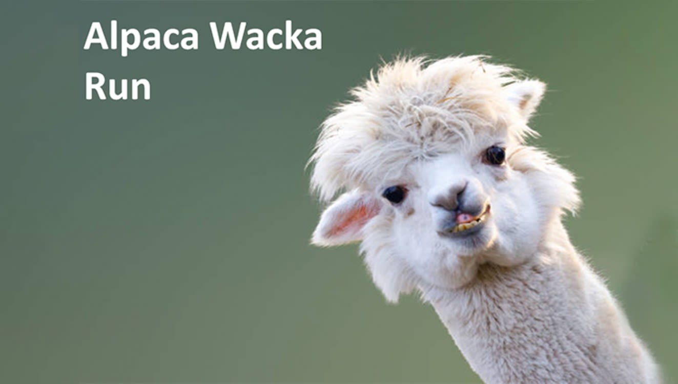PHOENIX - Alpaca Wacka Run