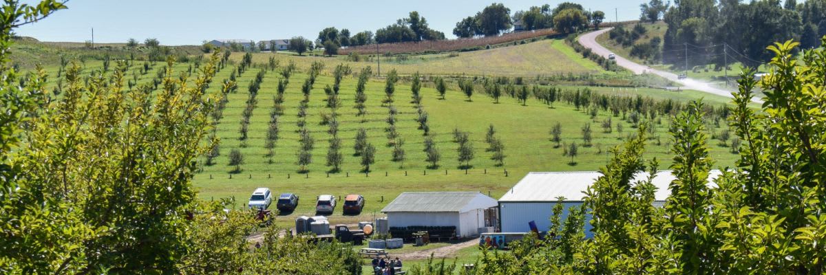 Ditmar's Spiked Apple 5k