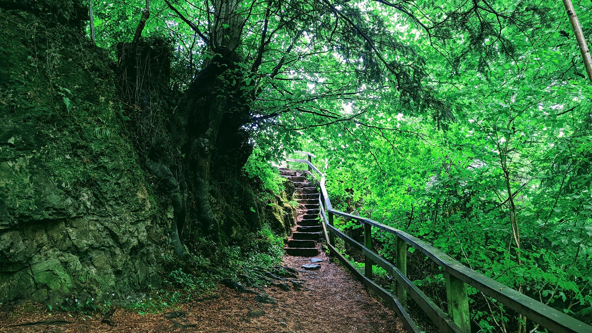 The Scorpion and Cani-cross Run 2026