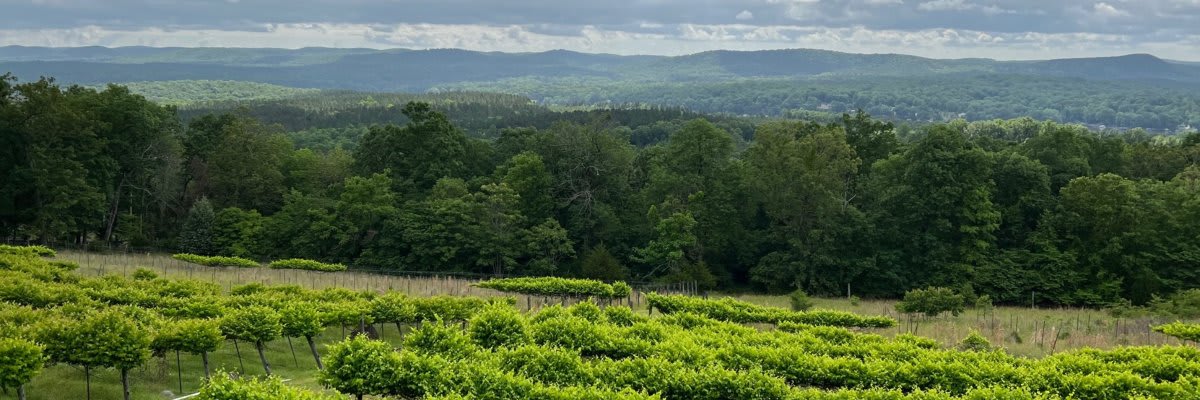 Stony Mountain Vineyard 5K