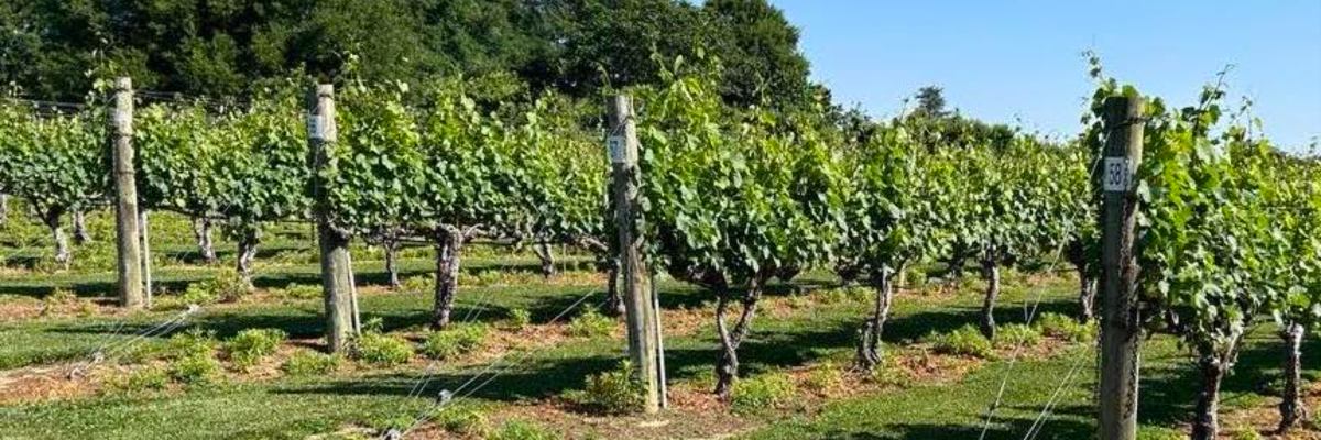 Bordeleau Vineyards Wine Run 5k