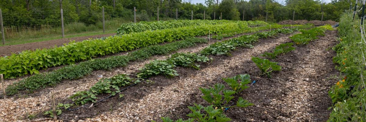 Tap Root Fields Strawberry Family Fun Run & Walk