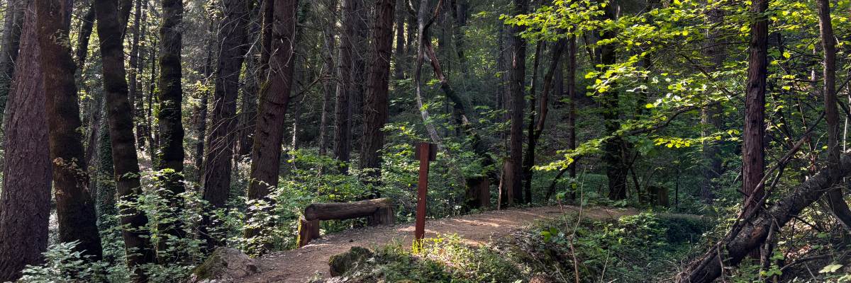 Champion Mine Trail Race