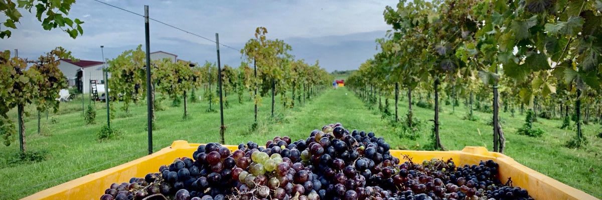 Fence Stile Vineyards Wine Run/Walk 5k