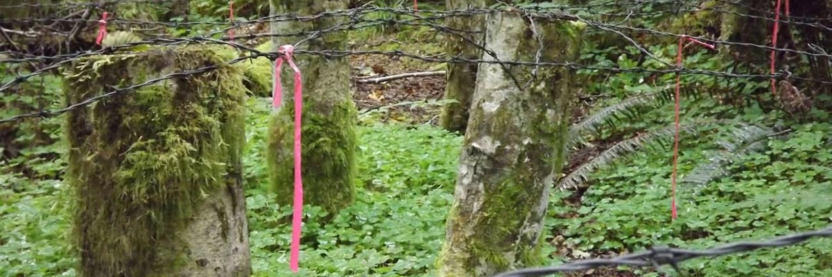 McCubbins Gulch Trail Race