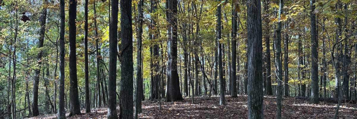 Trail Running 101 Training