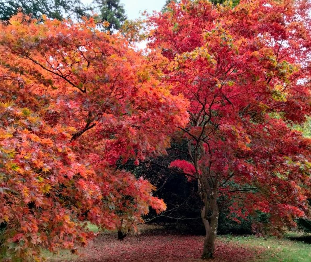 Westonbirt Arboretum 2026 Winter Day Race (10km & 5km)