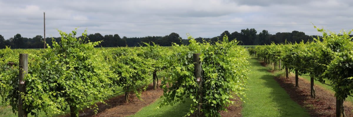 Century Farm Haunted Wine Run 5k
