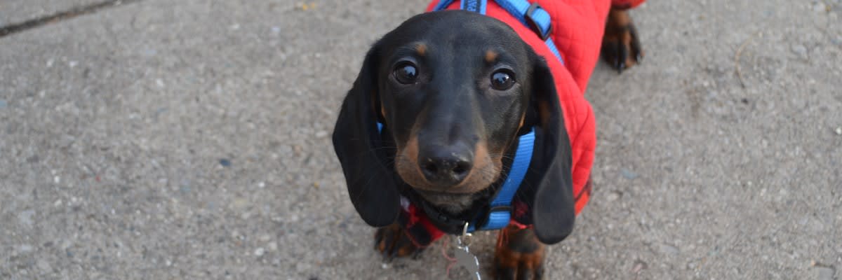 2026 Hot Diggity Dog 5K