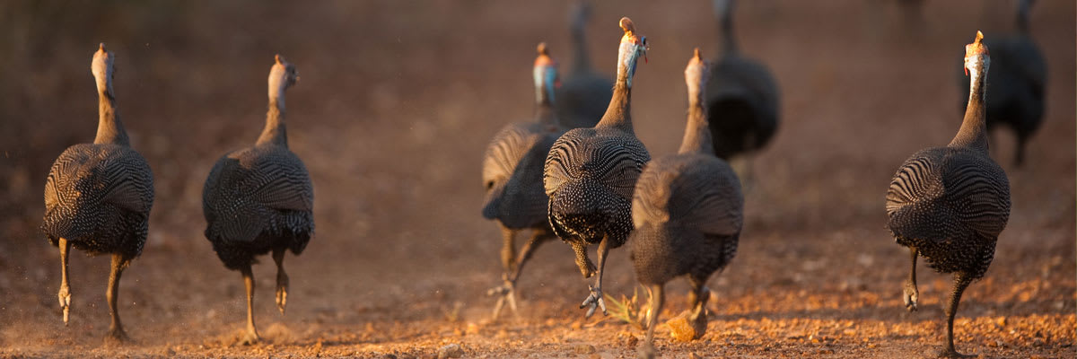 Lincolnwood Turkey Trot: 5K, 10K, Walk, Dash