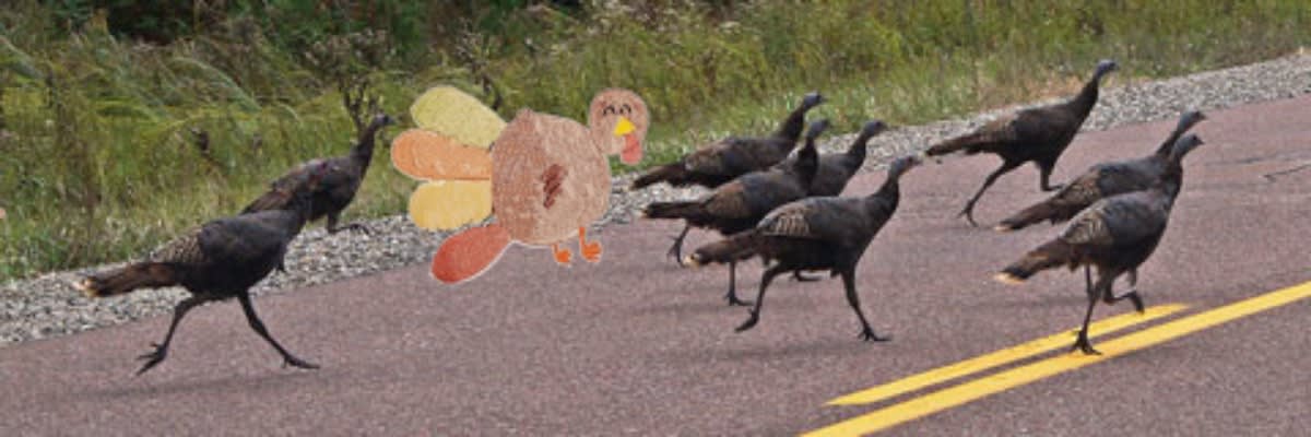 Turkey Trot Victoria