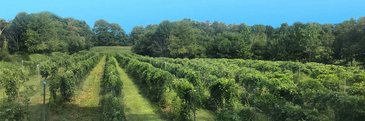Lincoln Way Vineyards Wine Run 5k/10k