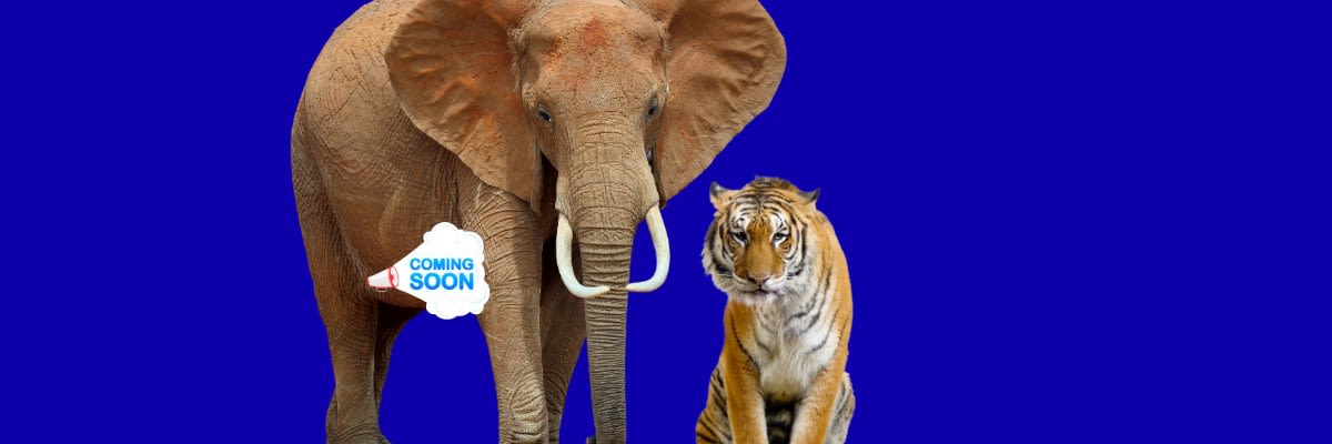 Britta's Chase 5K @ SA Zoo