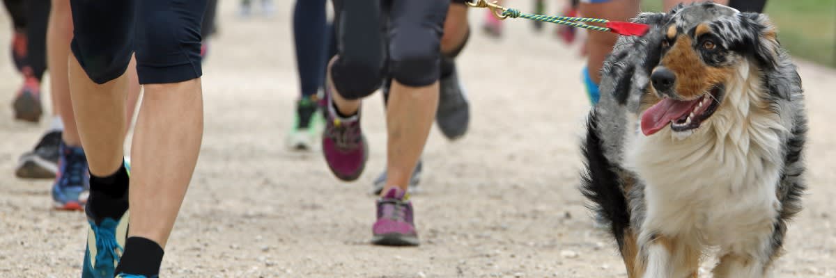 Hearts and Hands 4 Paws 5k