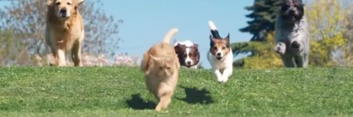 Wagging Tails on the Trails