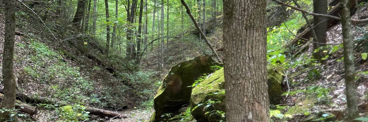 Run With The Squirrels