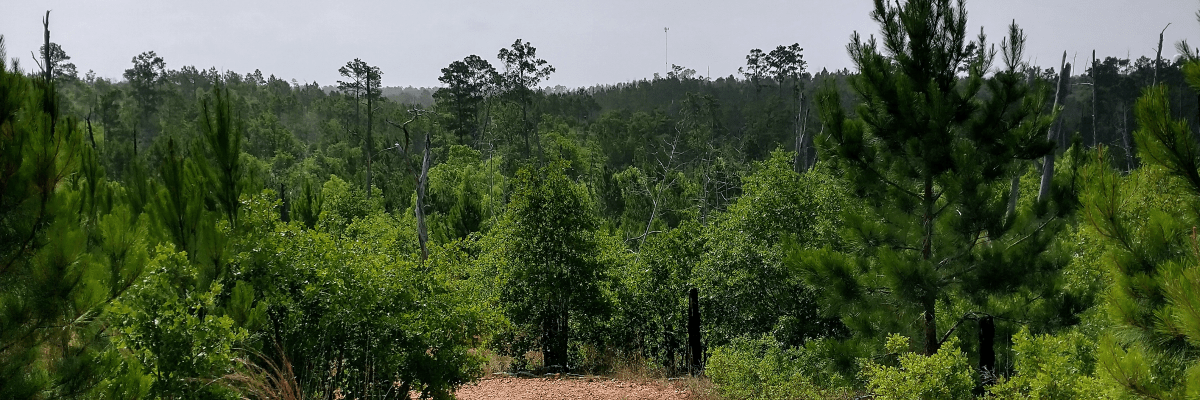 Labor Day Trail Challenge: Return of the Bull (5K · 10K · Half-Marathon · Marathon ·1 Hour)