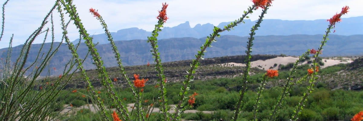 Ocotillo Trail Endurance Challenge