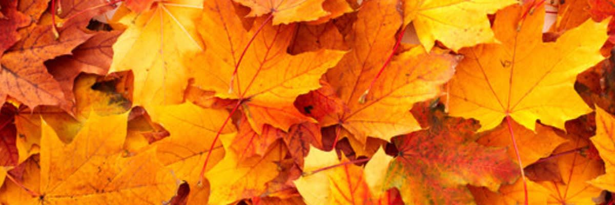 2026 Leaf Peeper Half Marathon