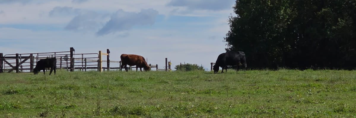 Festival for the Brave 5k and Fun Run