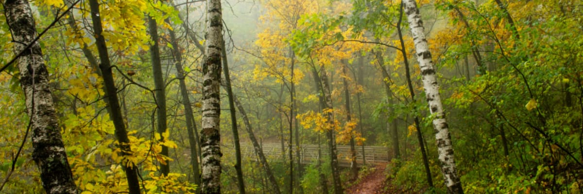 Paws for a Cause Canicross & Trail Run/Walk for Charity 2027