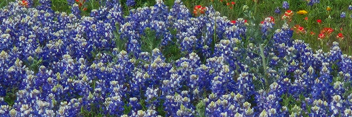 Bluebonnet Trail Run 50 Miler • 50K • Marathon • Half Marathon • 10K • 5K