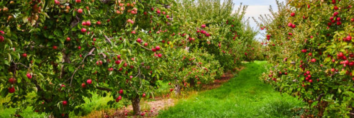 Montrose Orchards Cider Run 5K