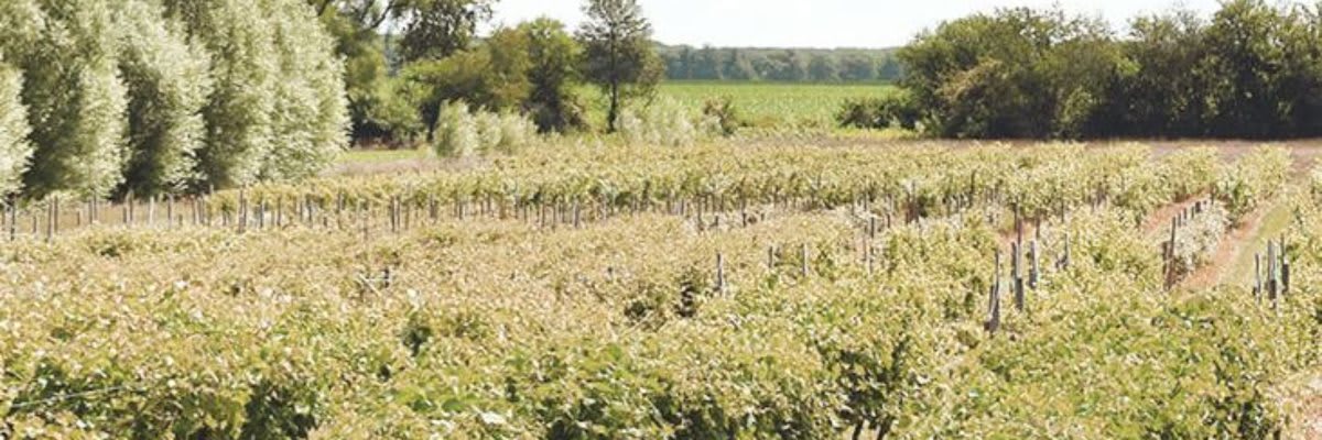 Mistie Hill Wine Run 5k