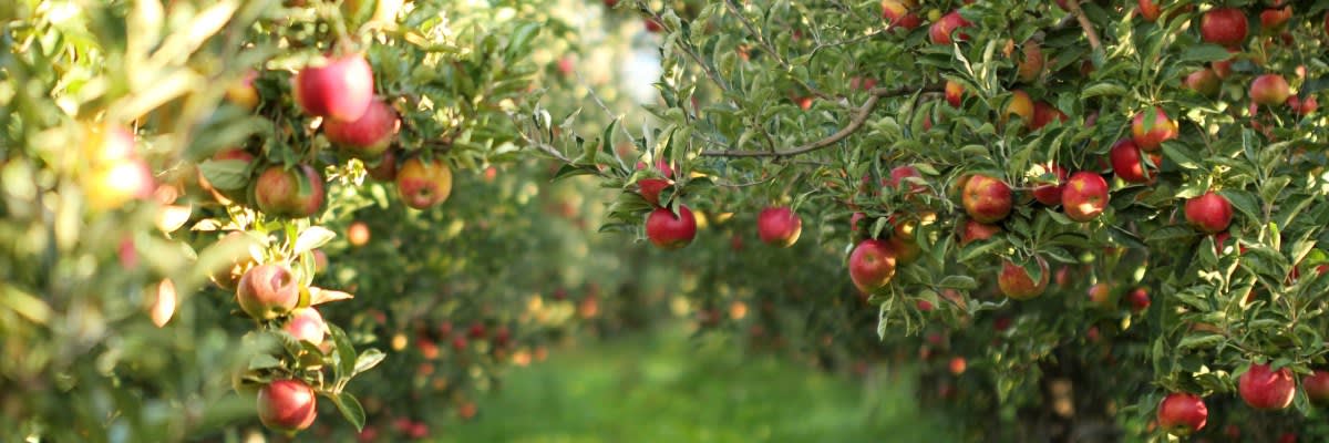 Country Mill Spiked Apple 5k