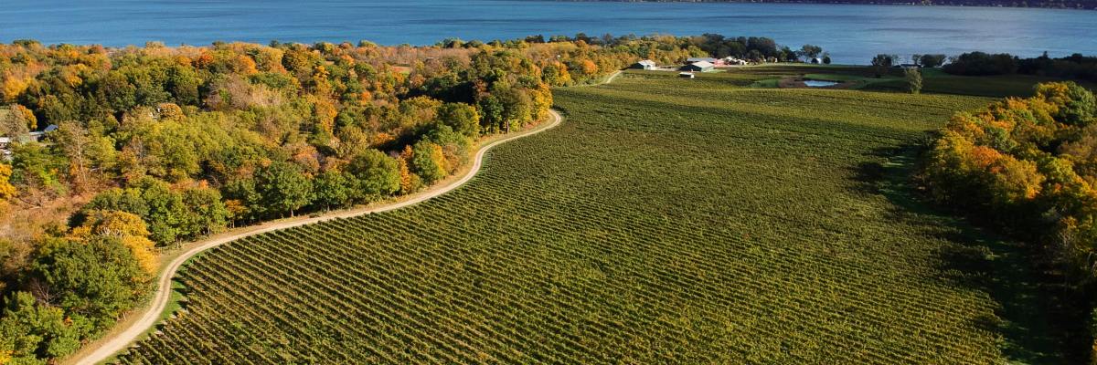 Run the Vineyards - Sheldrake Point Winery 5K