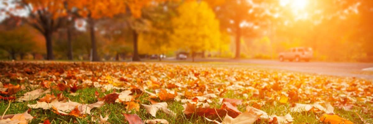 2026 Gobbler Gallop 5K Run/Walk & 10K Run