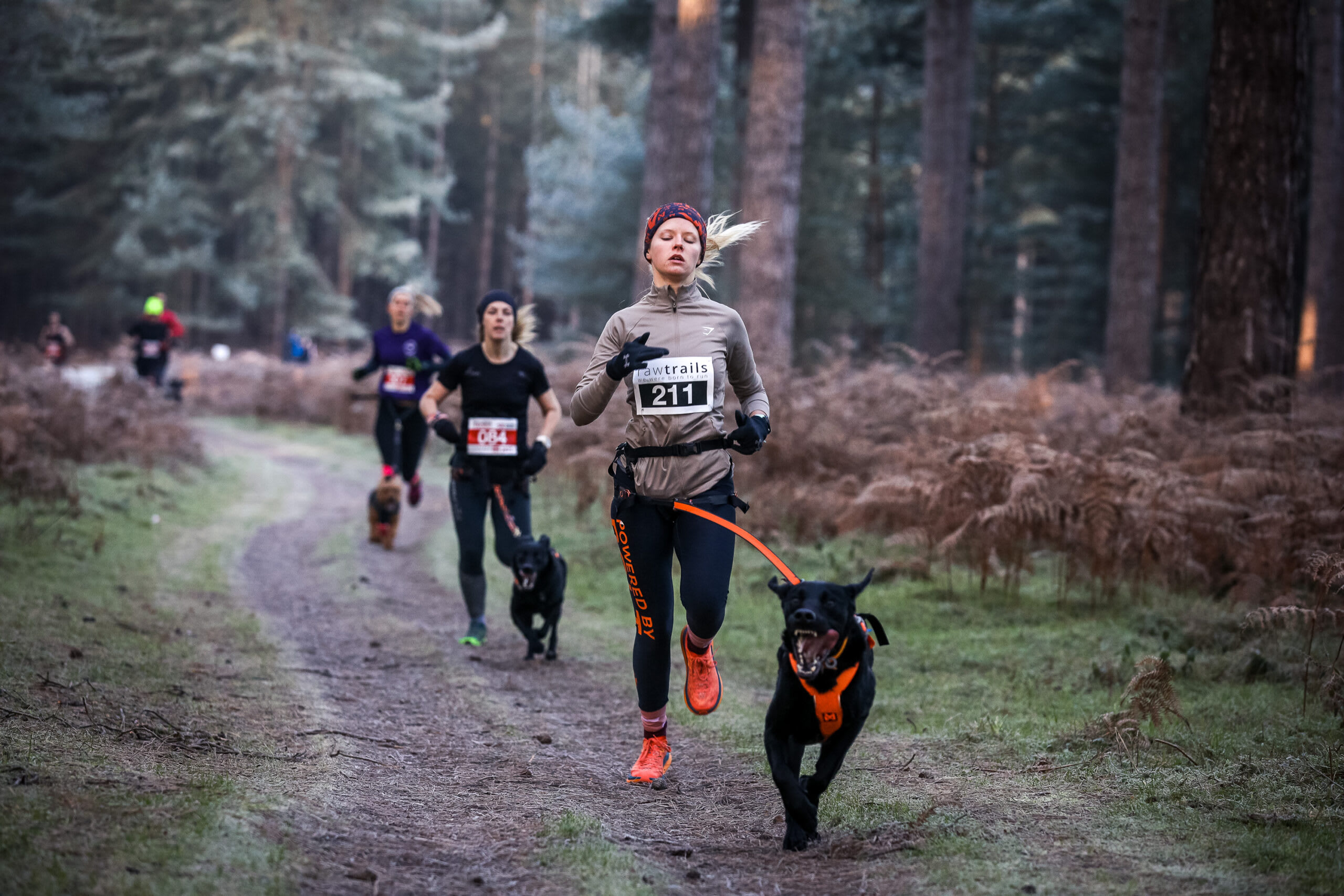 High Lodge Canicross 5k Series - Race 3