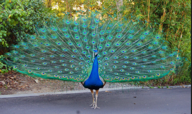 Peacock Plod