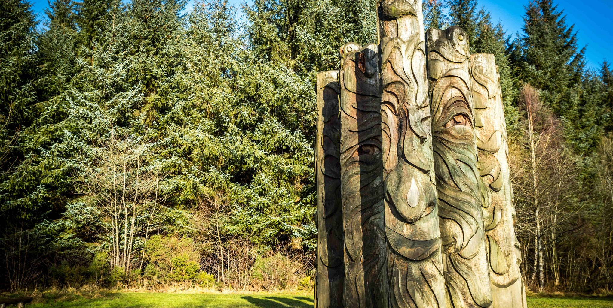 Run The Forest at Hamsterley Running in Auckland — Let’s Do This