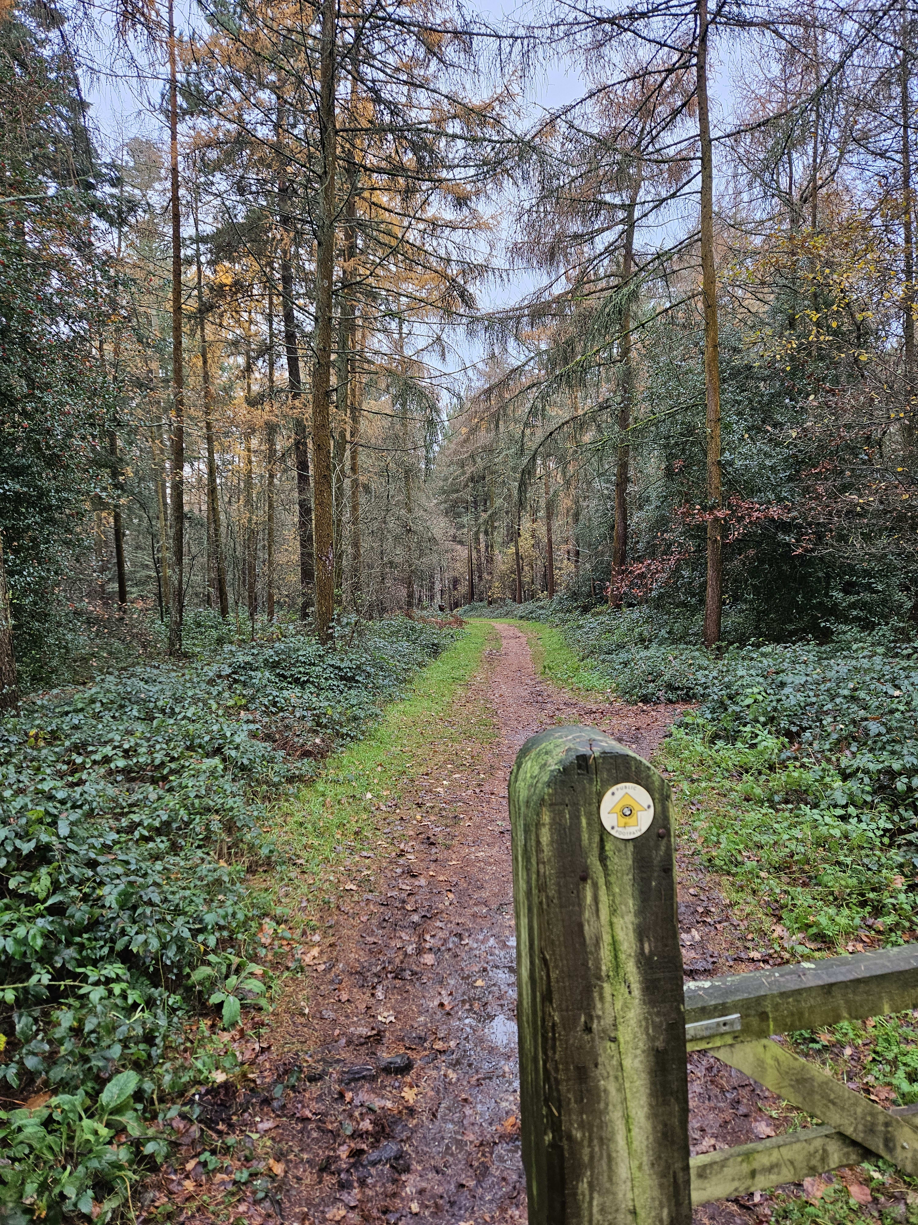 Wooburn - Burnham Beeches - Hedgerley - Chilterns - 14 miles - Guided Run