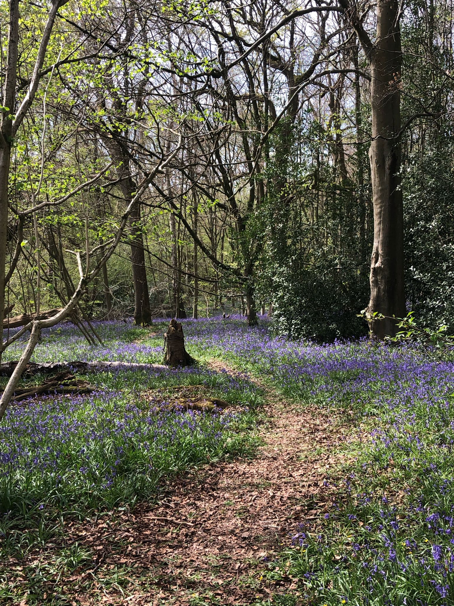 Amersham Guided Trail Run 12 Miles - Sunday 12th May  