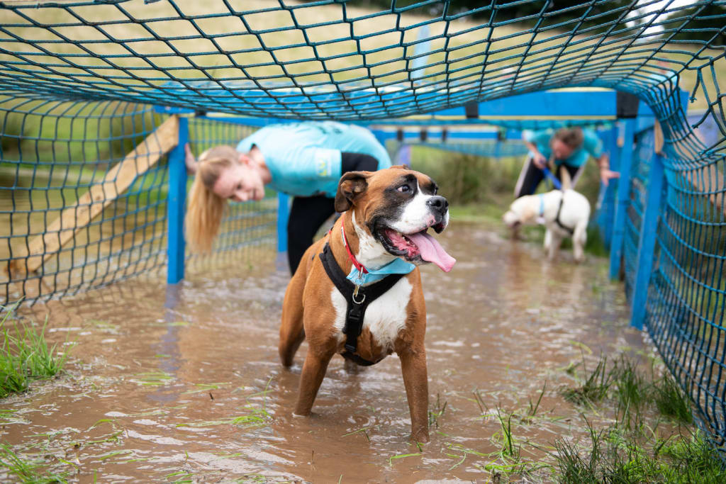 Muddy Dog Challenge Newcastle 2019 Obstacle in Newcastle upon Tyne
