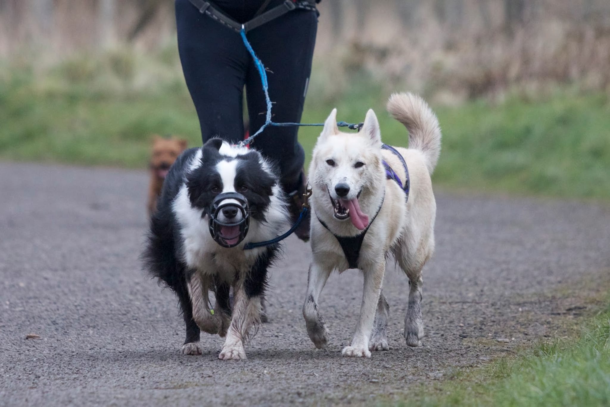 Dog Jog Birmingham 2019 — Sat 24 Aug — Book Now at Let's Do This