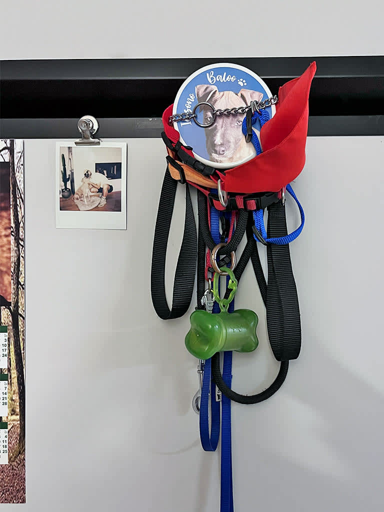 Porta guinzaglio personalizzato per cani e gatti con il magnete