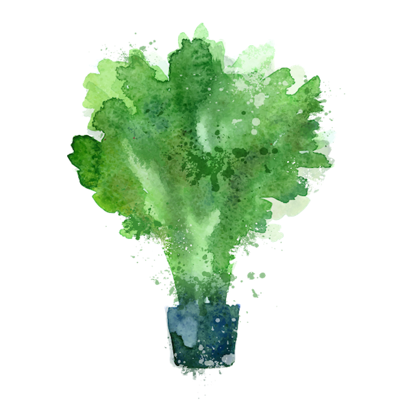 meal-kit-ingredient-Kale (Organic)