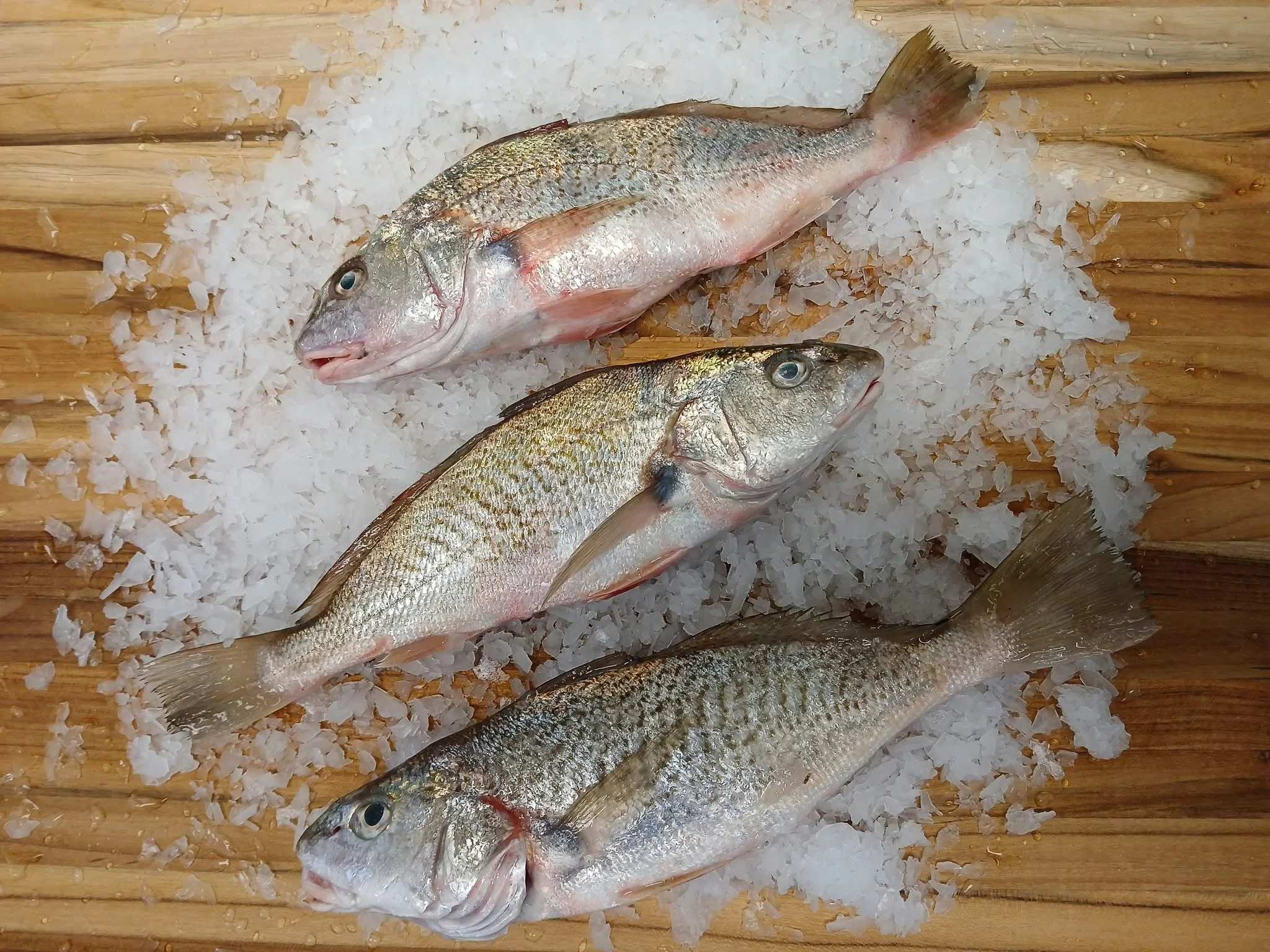 Croaker Large 20KG SAM