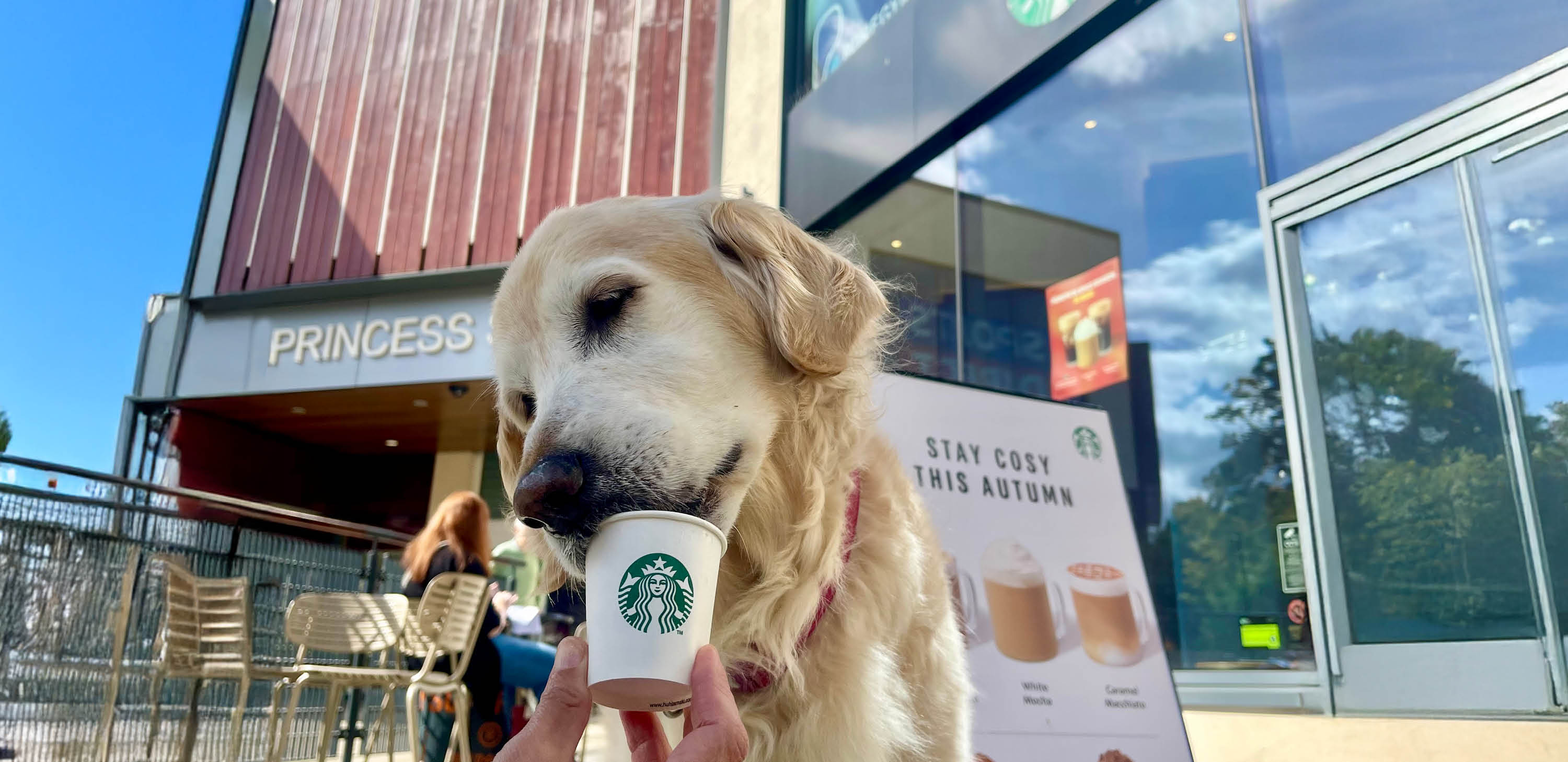 Dogs Welcome Here