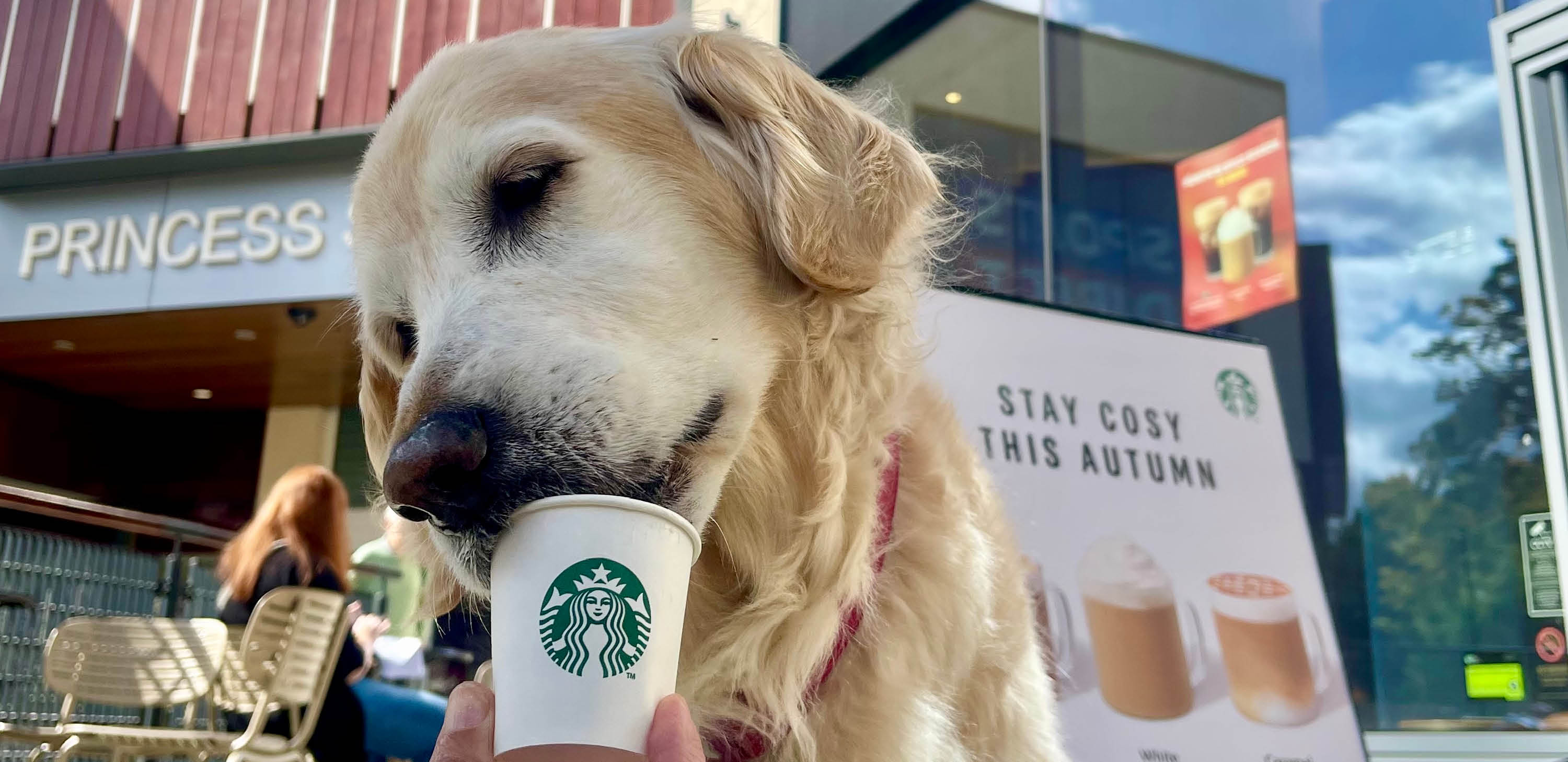 Dogs Welcome Here