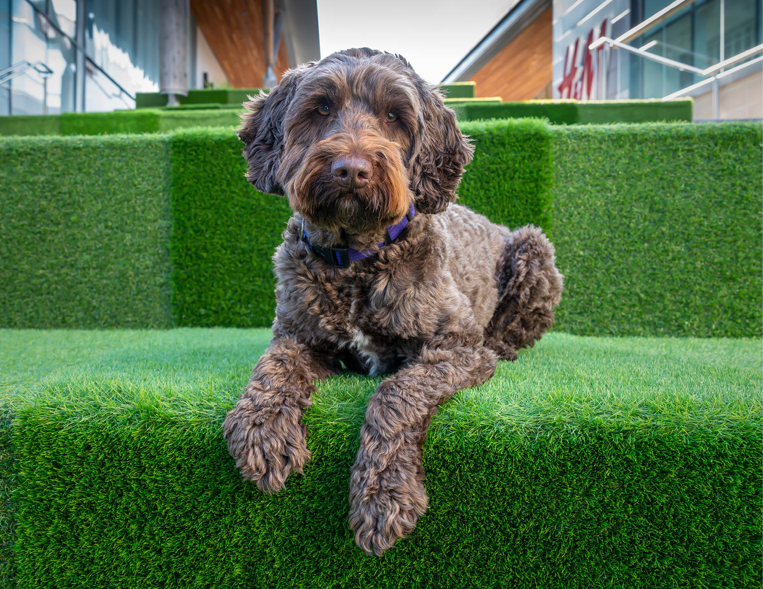 Paws at The Lexicon