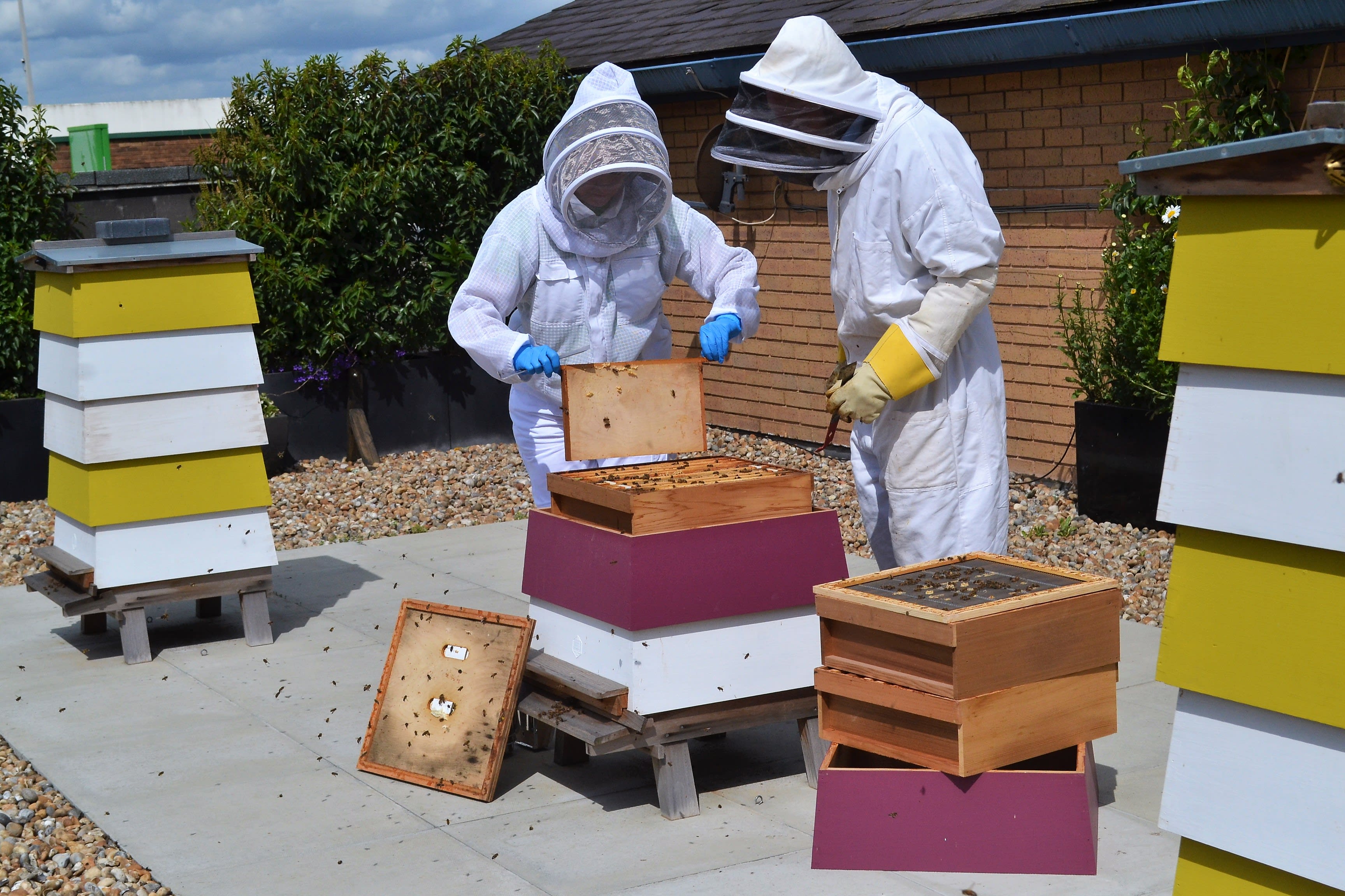 The Lexicon Pollinator Programme