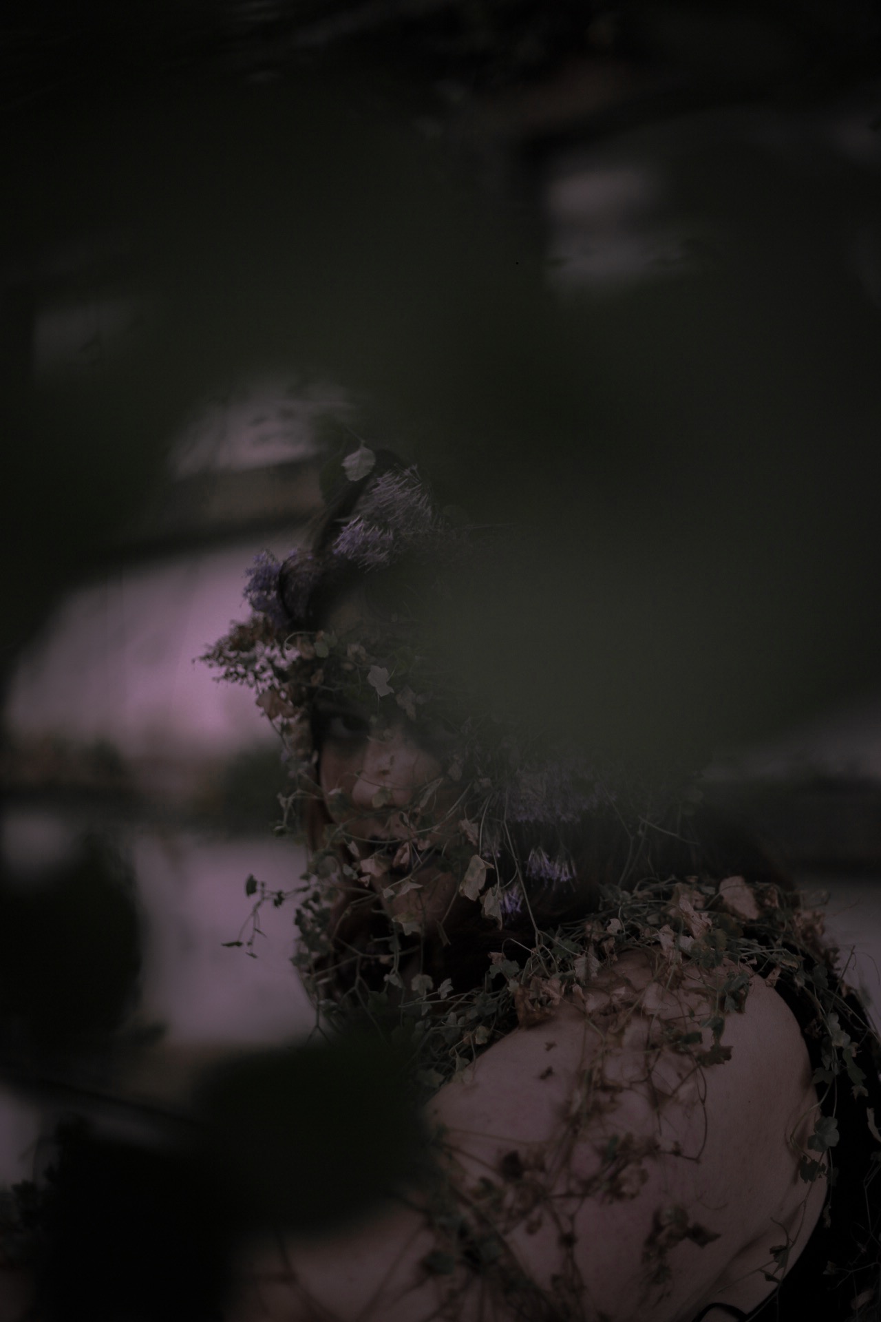 Orchid image 11