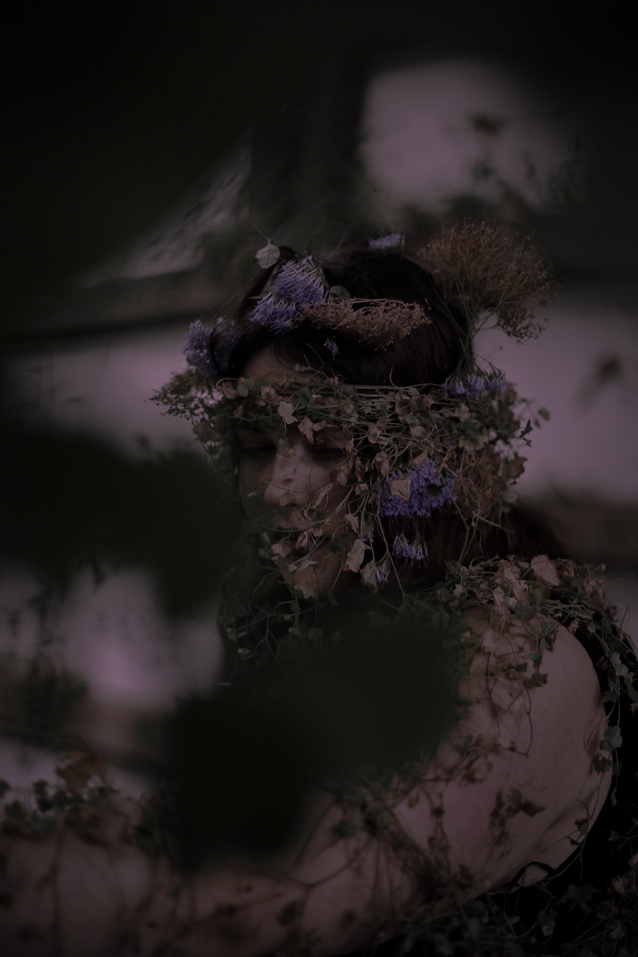Orchid image 9